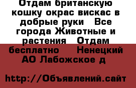 Отдам британскую кошку окрас вискас в добрые руки - Все города Животные и растения » Отдам бесплатно   . Ненецкий АО,Лабожское д.